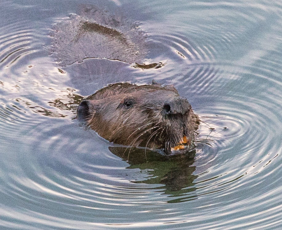 Beaver Lodge Summer 2019